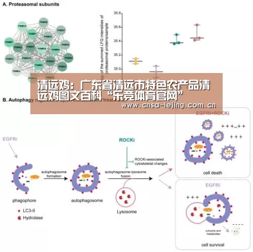 清远鸡:广东省清远市特色农产品清远鸡图文百科“乐竞体育官网”(图1) 乐竞体育官网